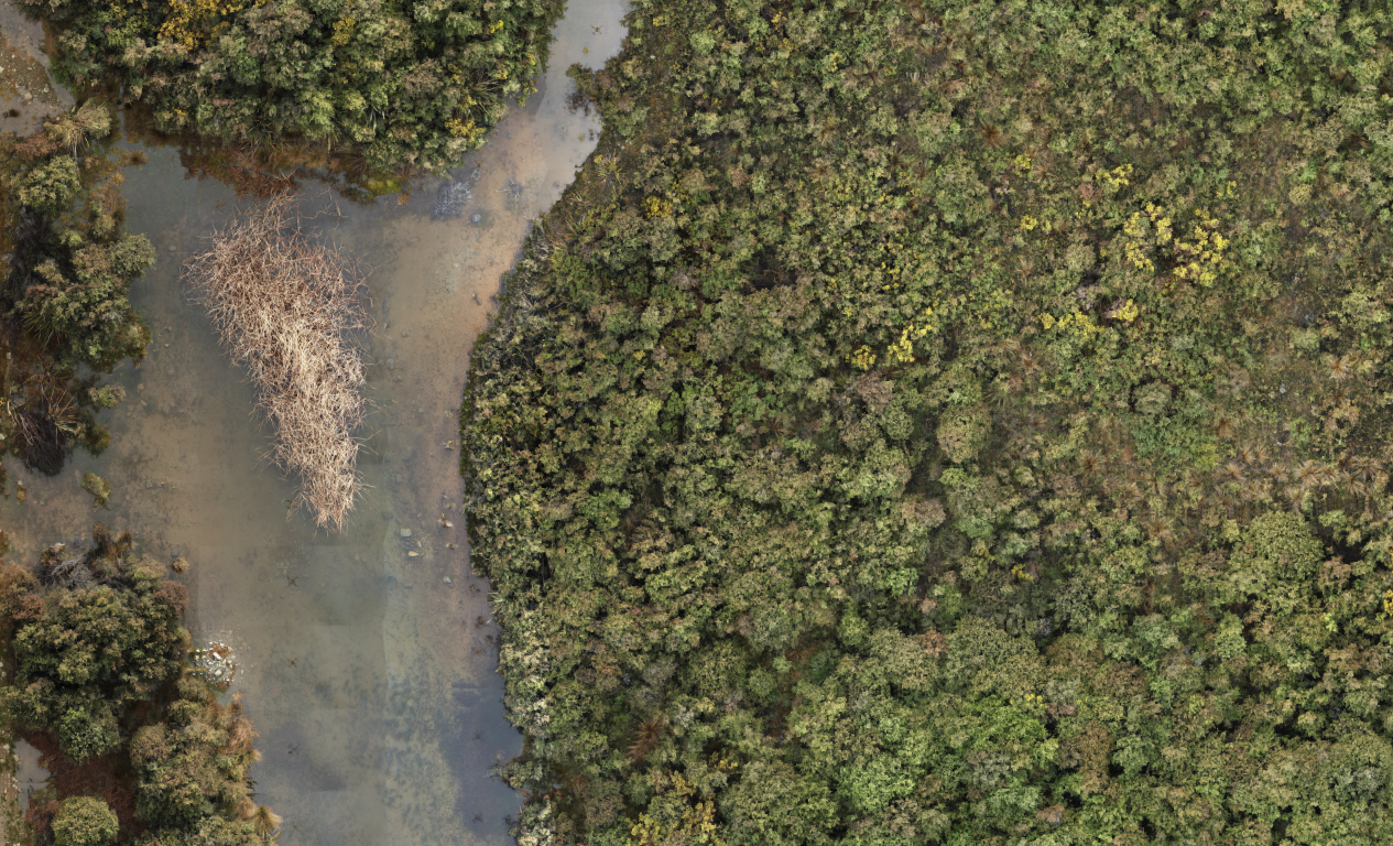 High-resolution reconstructed aerial view of a wetland and surrounding vegetation