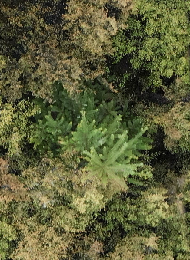 Wild pine visible among surrounding vegetation