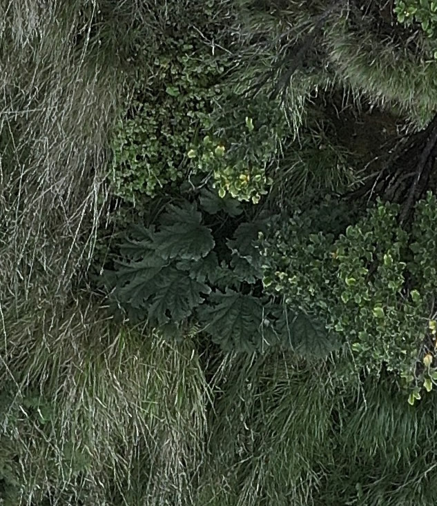 Gunnera visible in high-resolution aerial imagery