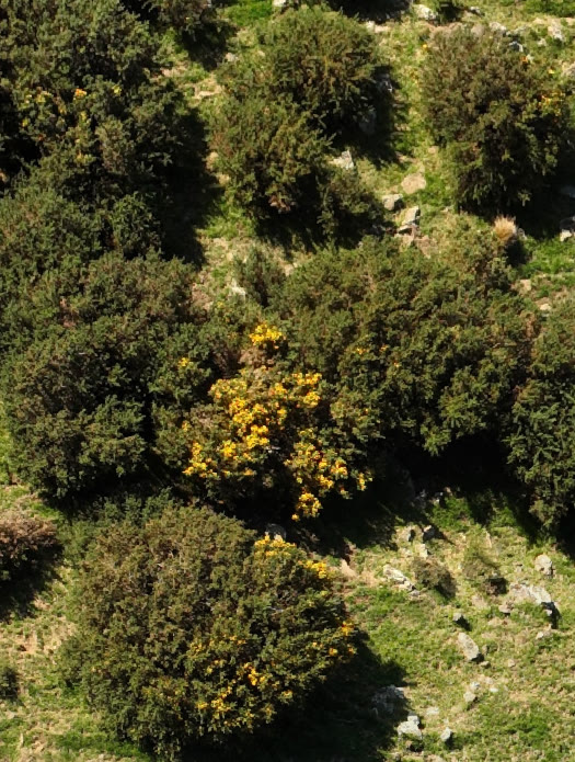 Gorse visible across a rural property
