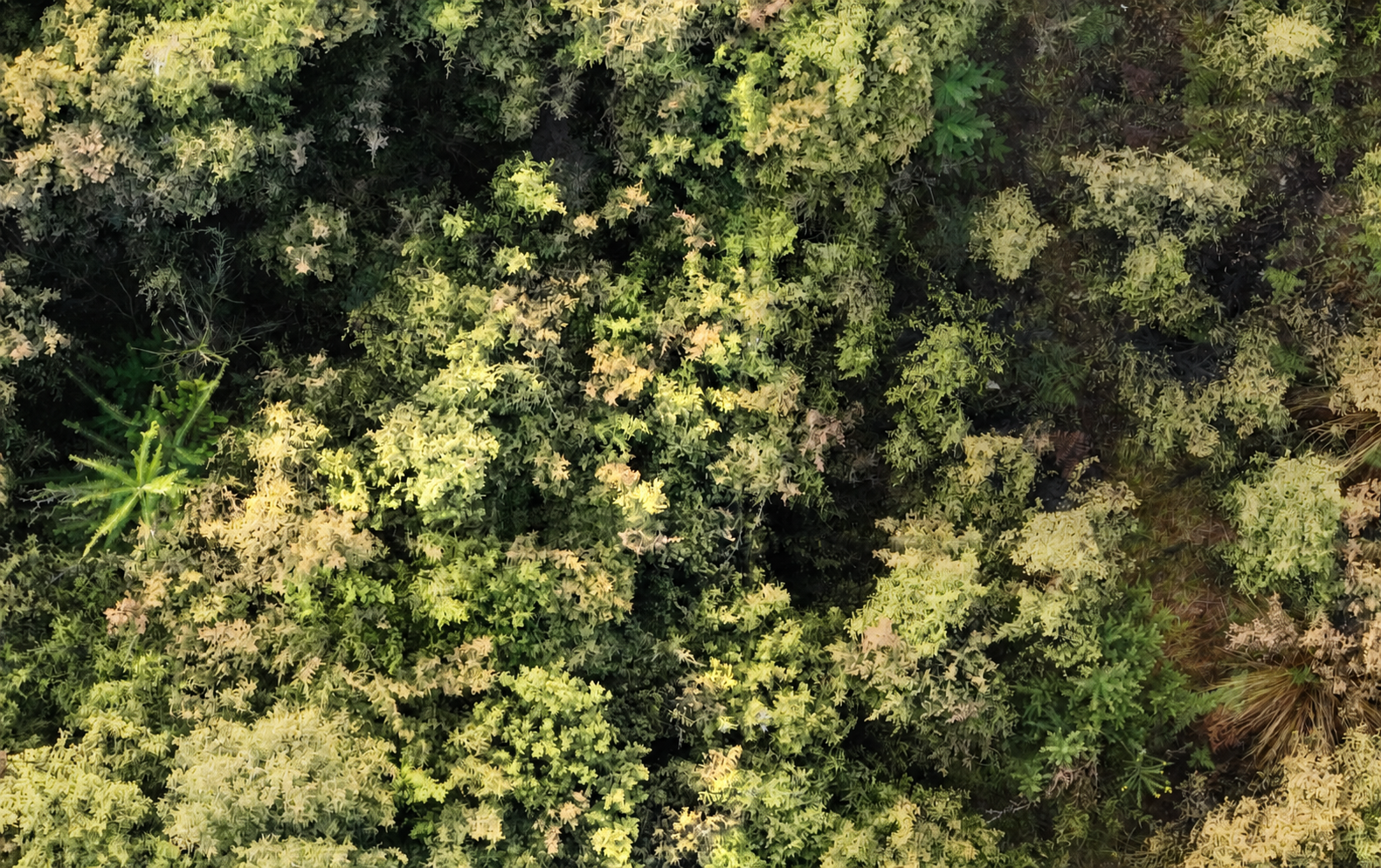 Aerial vegetation with wild pine and gorse examples