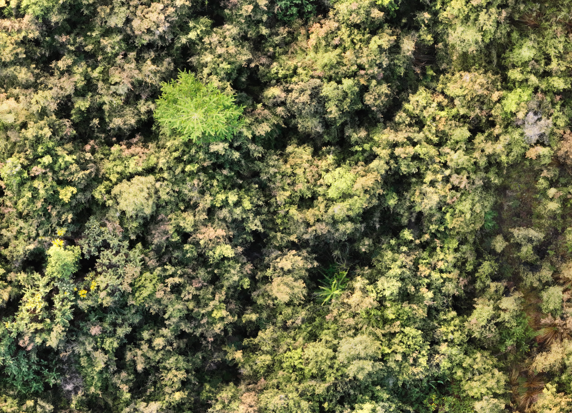 Wild pine in native vegetation viewed from above