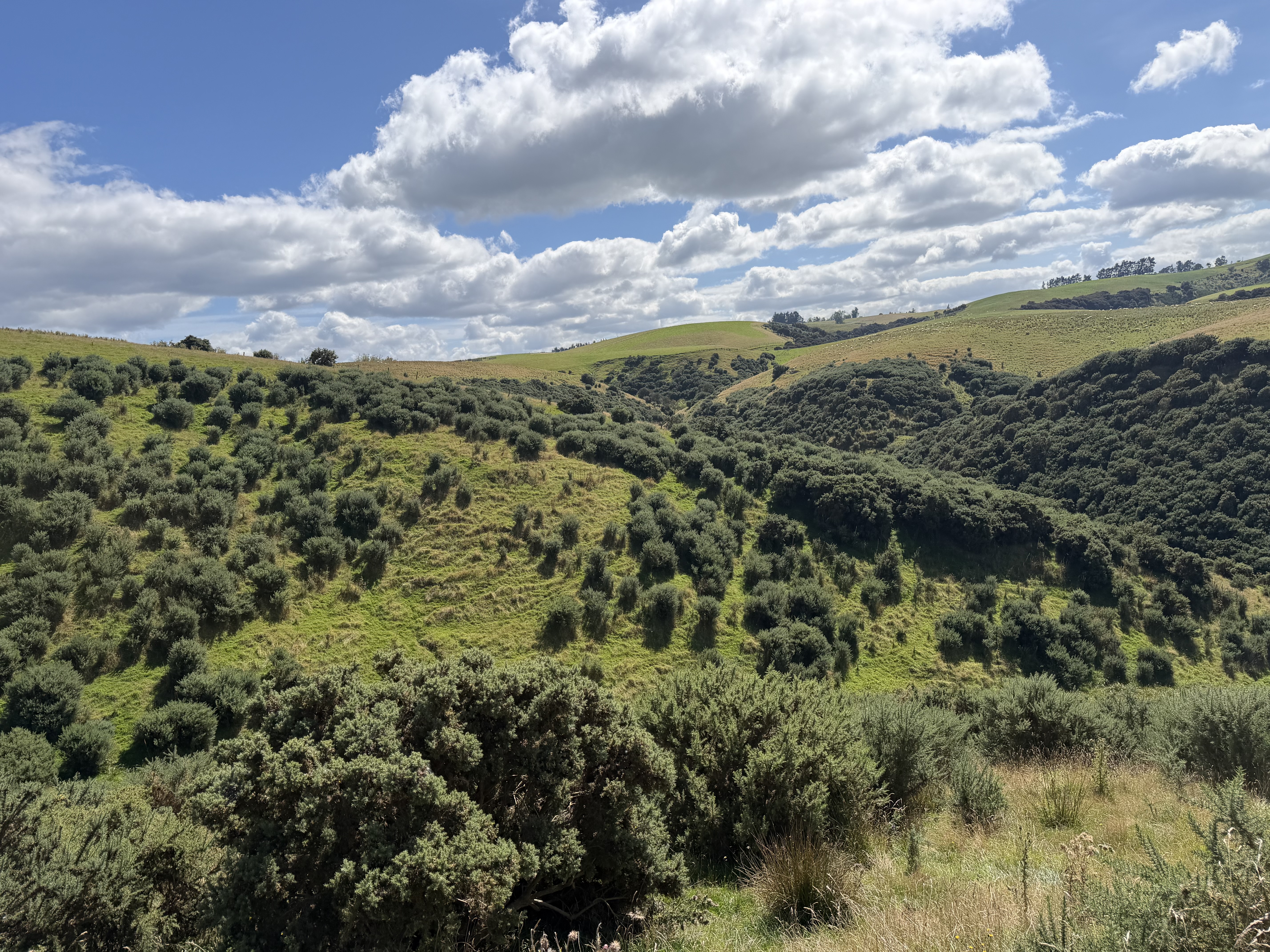 Mapped hill country used to plan targeted weed treatment