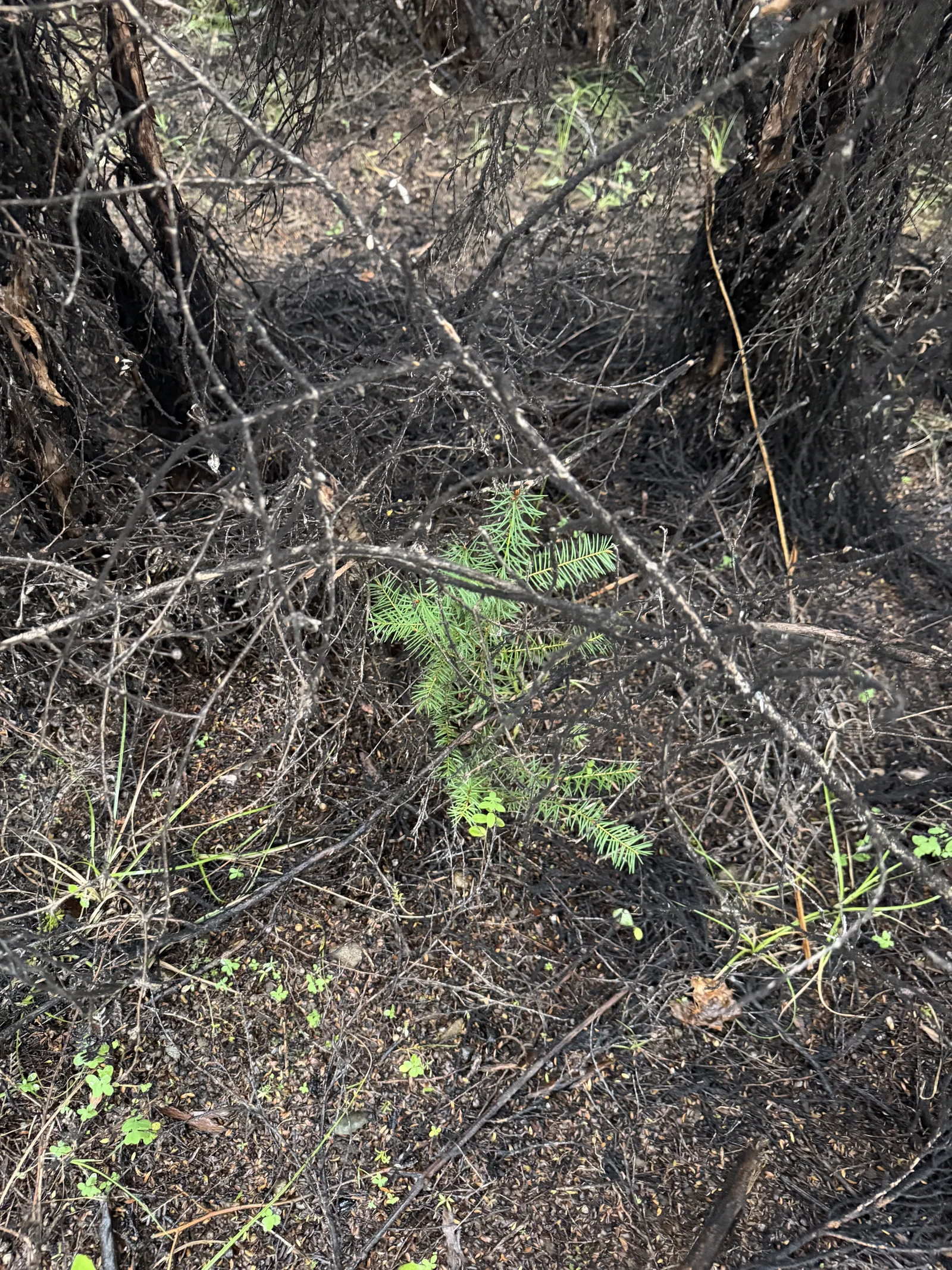 Small wild pine growing underneath dense mānuka scrub