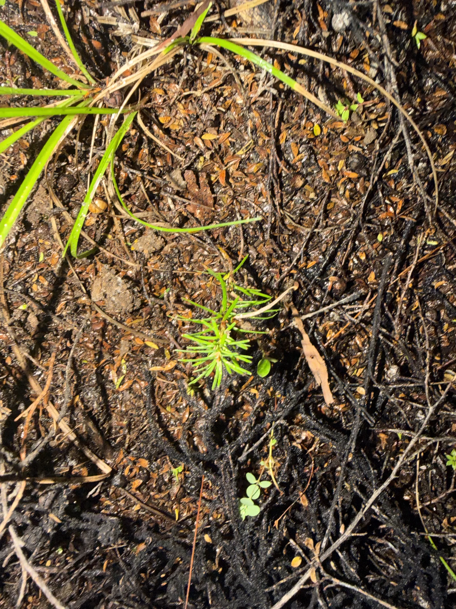 Young wild pine concealed among dense dark scrub